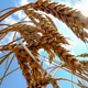 FILE PHOTO: Wheat is seen in a field near the southern Ukranian city of Nikolaev July 8, 2013. REUTERS/Vincent Mundy/File Photo